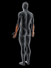 Obraz premium 3d rendered muscle illustration of the extensor digitorum