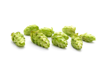 Fototapeta premium Green flower hop.