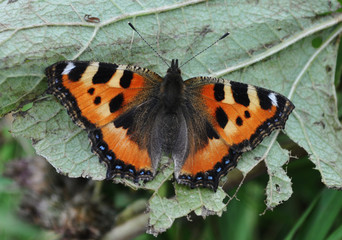 Butterfly urticaria-face sits on a green leaf,