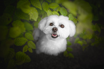 Portrait of a Maltese dog under green leaves