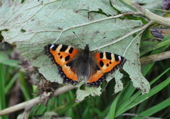 Fototapeta na wymiar Butterfly urticaria-face sits on a green leaf,