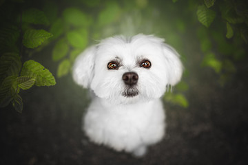 Portrait of a Maltese dog under green leaves