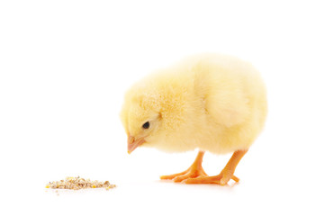 Small yellow chicken.