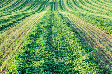 Looking down a windrow of cut alfalfa hay.