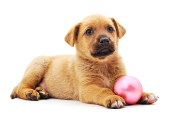 Brown puppy with Christmas toy.