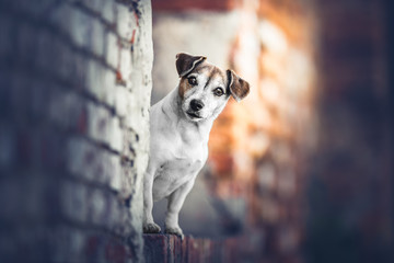 Portrait of a Jack russel terrier