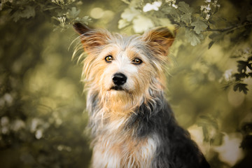 Portrait of a mixbreed dog