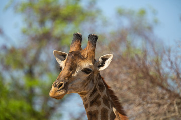 Obraz premium Giraffe hanging about in a tower.