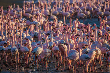 Plakat Interesting colony of pink flamingos