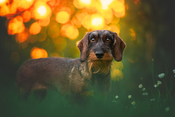 Portrait of dachshund