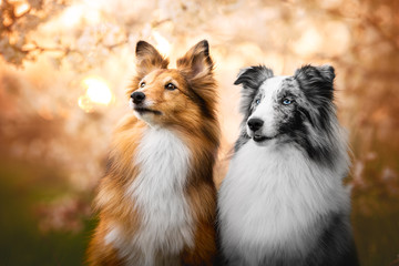 Couple of shetland sheepdog in cherry blossom at the sunset