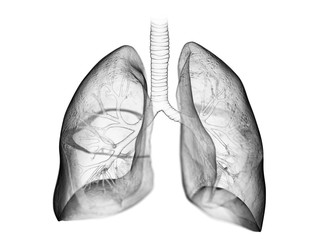 3d rendered medically accurate illustration of the lung - obrazy, fototapety, plakaty