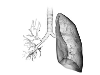 3d rendered medically accurate illustration of the lung and bronchi