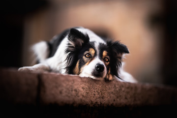 Border collie in urban environment, town