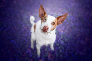 Parson Terrier dog in a violet natural background