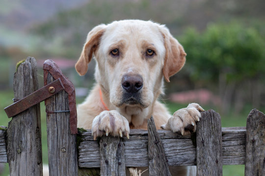 Perro sobre valla en granja
