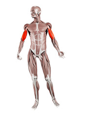 3d rendered muscle illustration of the biceps