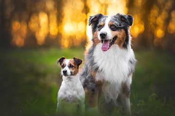 Couple of dogs in natural environment with bokeh backlight