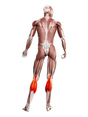 3d rendered muscle illustration of the gastrocnemius