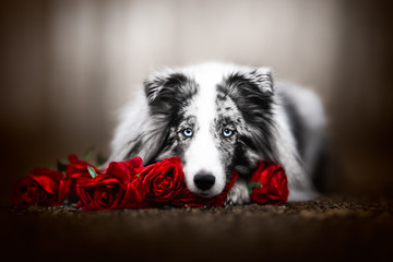 Dog in valentine's day with red roses