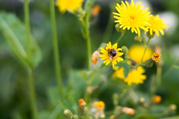 Bumblebee pollinates a yellow small flower. A bumblebee sits on a flower in the green grass