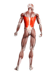 3d rendered muscle illustration of the latissimus dorsi