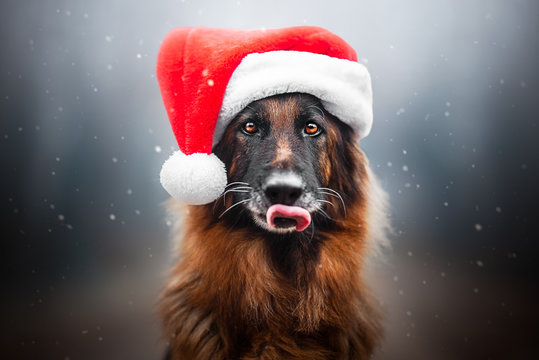 German Shepherd Dog With Christmas Hat And Snow