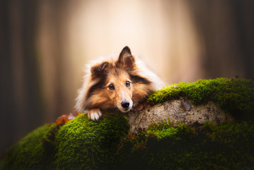 Shetland shepherd in the wood 