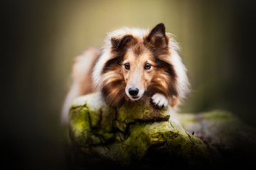 Shetland shepherd in the wood 