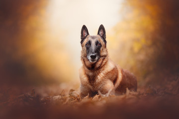 Belgian malinois shepherd in the wood, natural environment, outdoor