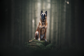 Belgian malinois shepherd in the wood, natural environment, outdoor