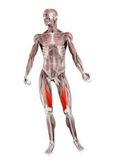 3d rendered muscle illustration of the vastus medialis
