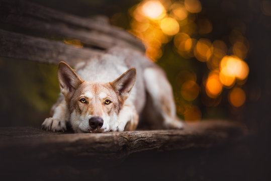 Saarloos wolfdog in a forest with bokeh 