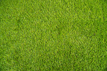Fototapeta premium Green grass texture background, Grass texture, Park lawn texture