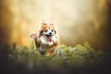 Pomeranian old dog in natural environment, leaves, warm tones