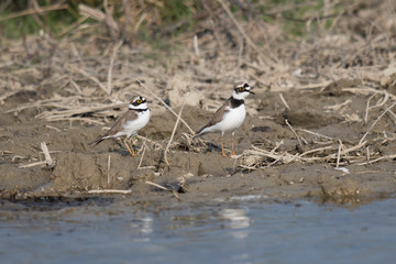 Flussregenpfeifer (Charadrius dubius) 