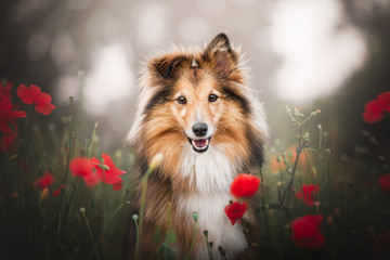 Shetland shepherd in the poppies