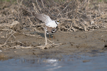 Flussregenpfeifer (Charadrius dubius) 