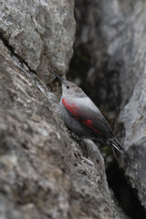 Mauerläufer (Tichodroma muraria)