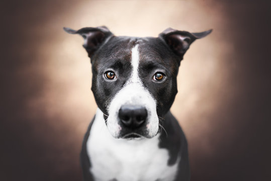 Portrait of an american staffordshire terrier