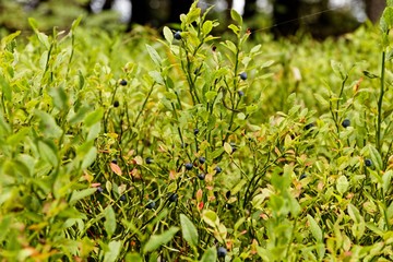 wild blueberry bush in the thuringian forest