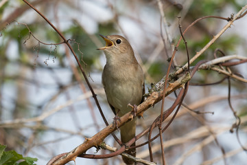 Nachtigall (Luscinia megarhynchos)