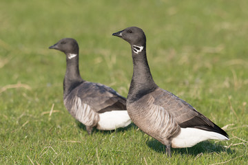 Ringelgans (Branta bernicla)