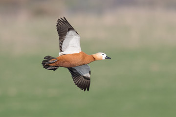 Rostgans (Tadorna ferruginea)
