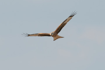 Rotmilan (Milvus milvus)