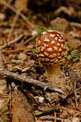 blusher mushroom in the thuringian forest