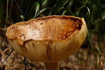 blusher mushroom in the thuringian forest