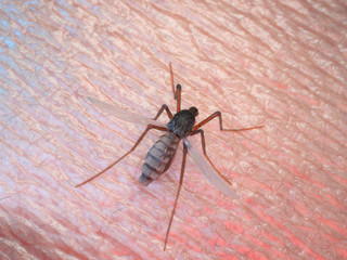 3d rendered illustration of a mosquito on human skin