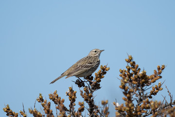 Wiesenpieper (Anthus pratensis)