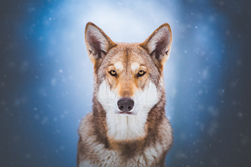 Saarloos wolfdog in the snow